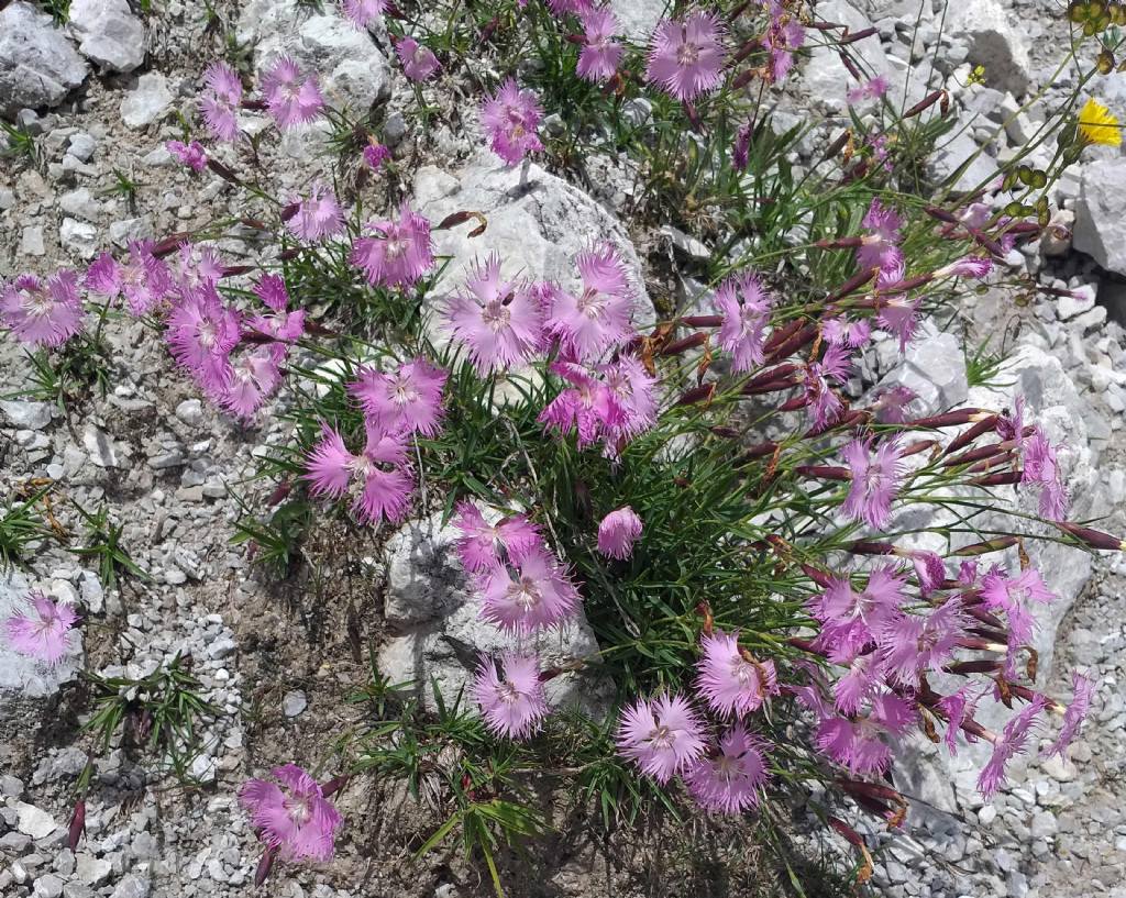 Quale Dianthus? Dianthus hyssopifolius